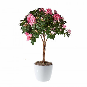 Azalee pe picior H 45cm