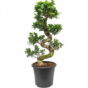 Bonsai Ficus Ginseng