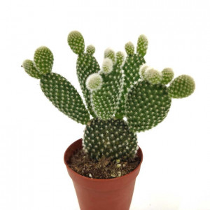Cactus Opuntia Microdasys - Urechi de Iepure