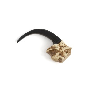 Gheara de vultur din rasina turnata Tandy Leather pentru bijuterii si decoratiuni, 5 cm