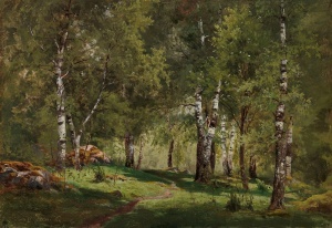 Fototapet pădure de mesteceni, cu trunchiuri albe și potecă printre iarbă verde