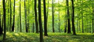 Fototapet pădure verde cu foioase înalte și lumină de vară — trunchiuri masive maro-închis cu frunziș verde-lime luminos și vegetație bogată la sol