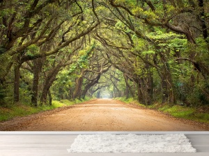Fototapet Padure Fox 01-0314 – Tunel printre copaci – Insula Edisto - Img 4