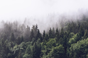 Fototapet pădure în ceață cu brazi și molizi pe versant de munte, siluete verzi care se estompează în ceața albă-gri