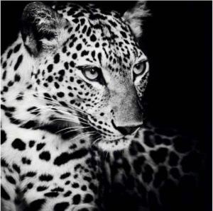 Tablou Leopard Deco Block 90 x 90cm