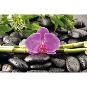 Maxi Poster Orhidee A35/110 - 91.5 x 61cm - Img 1