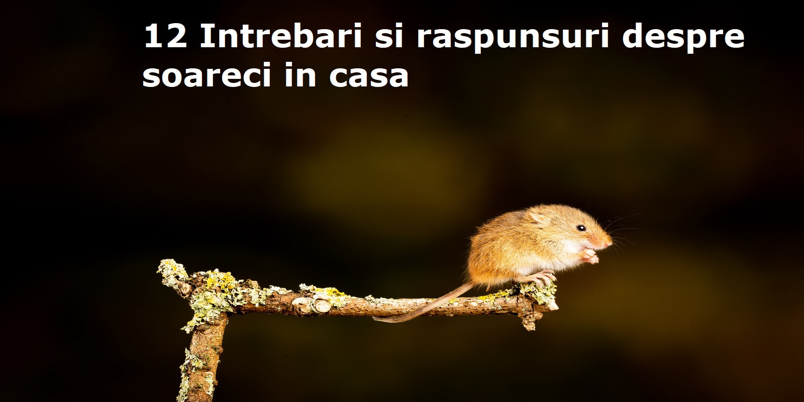 Am Visat Soareci 12 Intrebari si raspunsuri despre soareci in casa -AboutHome.ro
