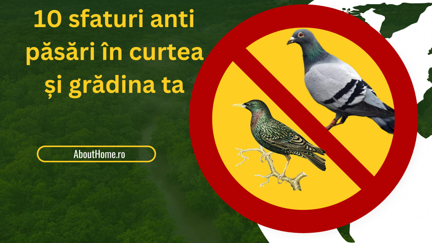 10 sfaturi anti păsări în curtea și grădina ta