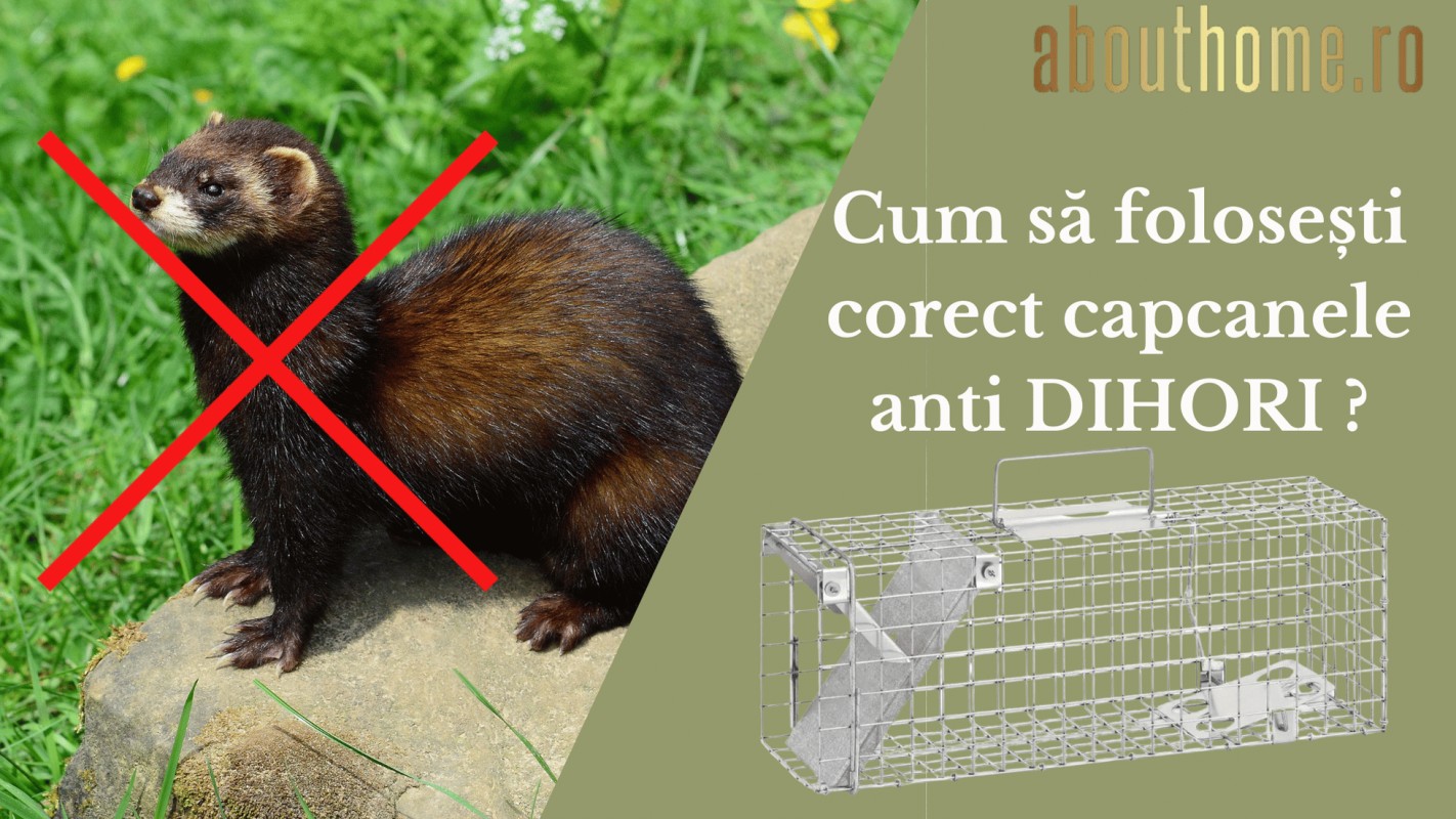 Cum să folosești corect capcanele anti dihori ?