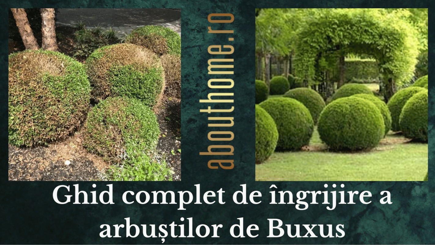 Ghid complet de îngrijire a arbuștilor de Buxus