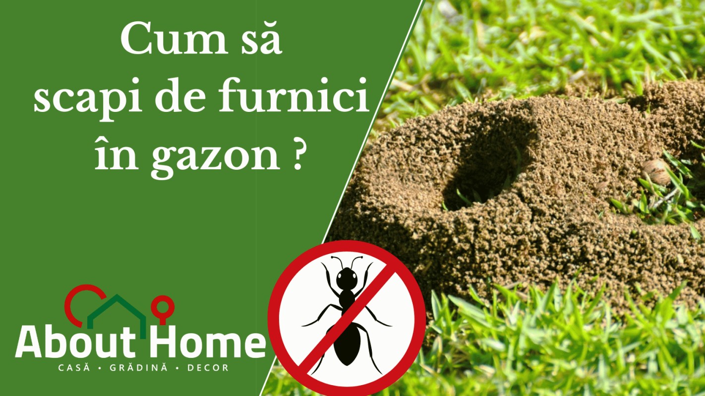 Cum să scapi de furnici în gazon ?