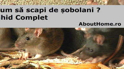 Cum sa scapi de sobolani ? Ghid complet in 2023