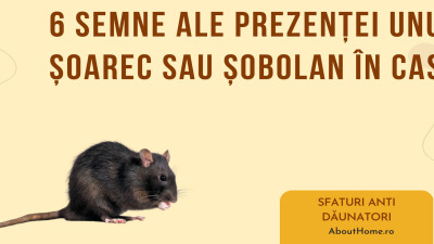 6 semne ale prezentei unui soarec sau sobolan in casa