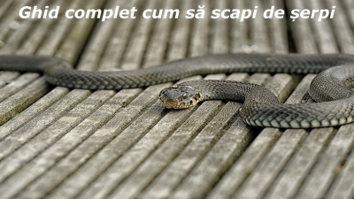 Cum sa scapi de serpi si reptile ? - Ghid complet