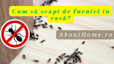Cum să scapi de furnici în casă?