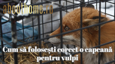 Cum să folosești corect o capcană pentru vulpi: Ghid pas cu pas