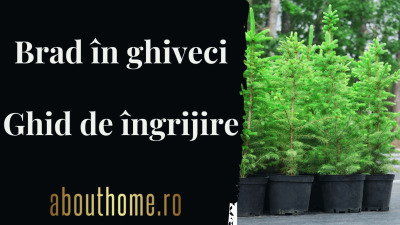 Cum să ai grijă de Bradul la Ghiveci pentru a-l replanta după Crăciun ?