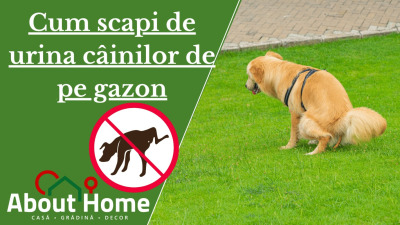 Cum scapi de urina câinilor de pe gazon – Soluții eficiente testate în grădinile din România