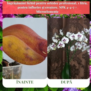 Îngrășământ lichid pentru orhidee profesional, 1 litru, pentru înflorire și creștere, NPK 4-4-7 + Microelemente
