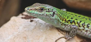 Granule anti șerpi, șopârle, gușteri și reptile, din substanțe naturale, greutate 4 litri, acoperire 200 metri pătrați