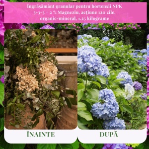 Îngrășământ granular pentru hortensii NPK 5-3-5 + 2 % Magneziu, acțiune 120 zile, organic-mineral, 1.25 kilograme - Img 6