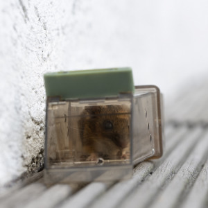 Capcana soareci pentru captura vie, reutilizabila, 18 x 6 x 5 cm, carcasa transparenta, recipient detasabil, orificii de aerisire