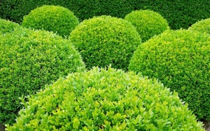 Îngrășământ pentru buxus profesional, granule, eliberare treptată, acțiune 120 zile, NPK 7-4-6 + 3% oxid de magneziu, 1.25 kilograme