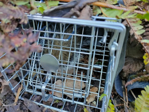 Capcană metalică pentru șobolani, dihori, veverițe Buha©, captură vie, lungime 50 centimetri, cursă pentru șobolani și dihori