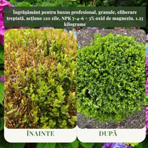 Îngrășământ pentru buxus profesional, granule, eliberare treptată, acțiune 120 zile, NPK 7-4-6 + 3% oxid de magneziu, 1.25 kilograme