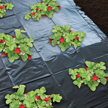 Nature Folie de mulcire pentru căpșuni, 1,4 x 20 m, 6030231 - Img 3