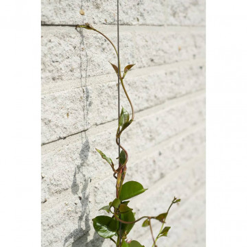 Nature Set cabluri spalier pentru plante cățărătoare, 2 buc. - Img 5