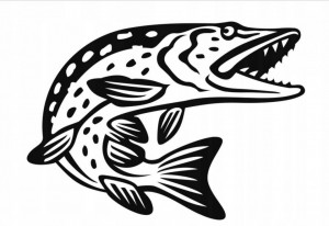 Sticker Pescuit Stiuca 50 cm