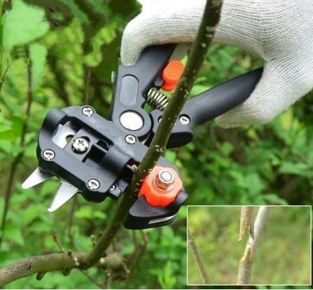 Banda Pentru Altoit Banda din polietilena biodegradabila, de grosime 0.25 microni, latime 3 cm si lungime 100 metri, utilizata la atoire de toamna si primavara. Este elastica si autoadeziva - Img 2