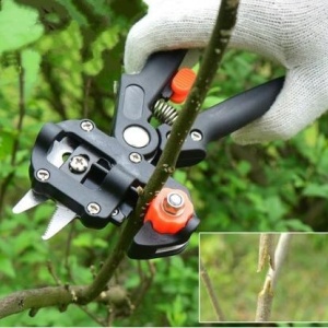 Banda Pentru Altoit Banda din polietilena biodegradabila, de grosime 0.25 microni, latime 3 cm si lungime 100 metri, utilizata la atoire de toamna si primavara. Este elastica si autoadeziva - Img 2