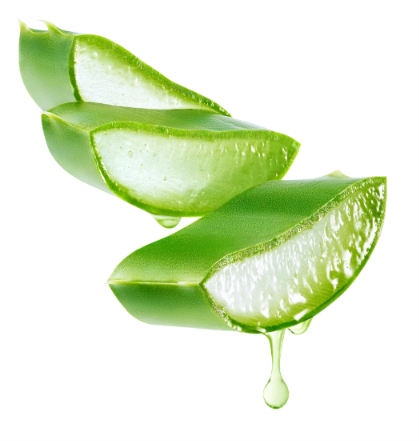 planta-aloe-vera