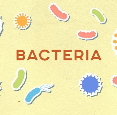 bacterii