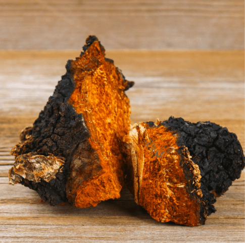 ciuperca-chaga-din-Rusia