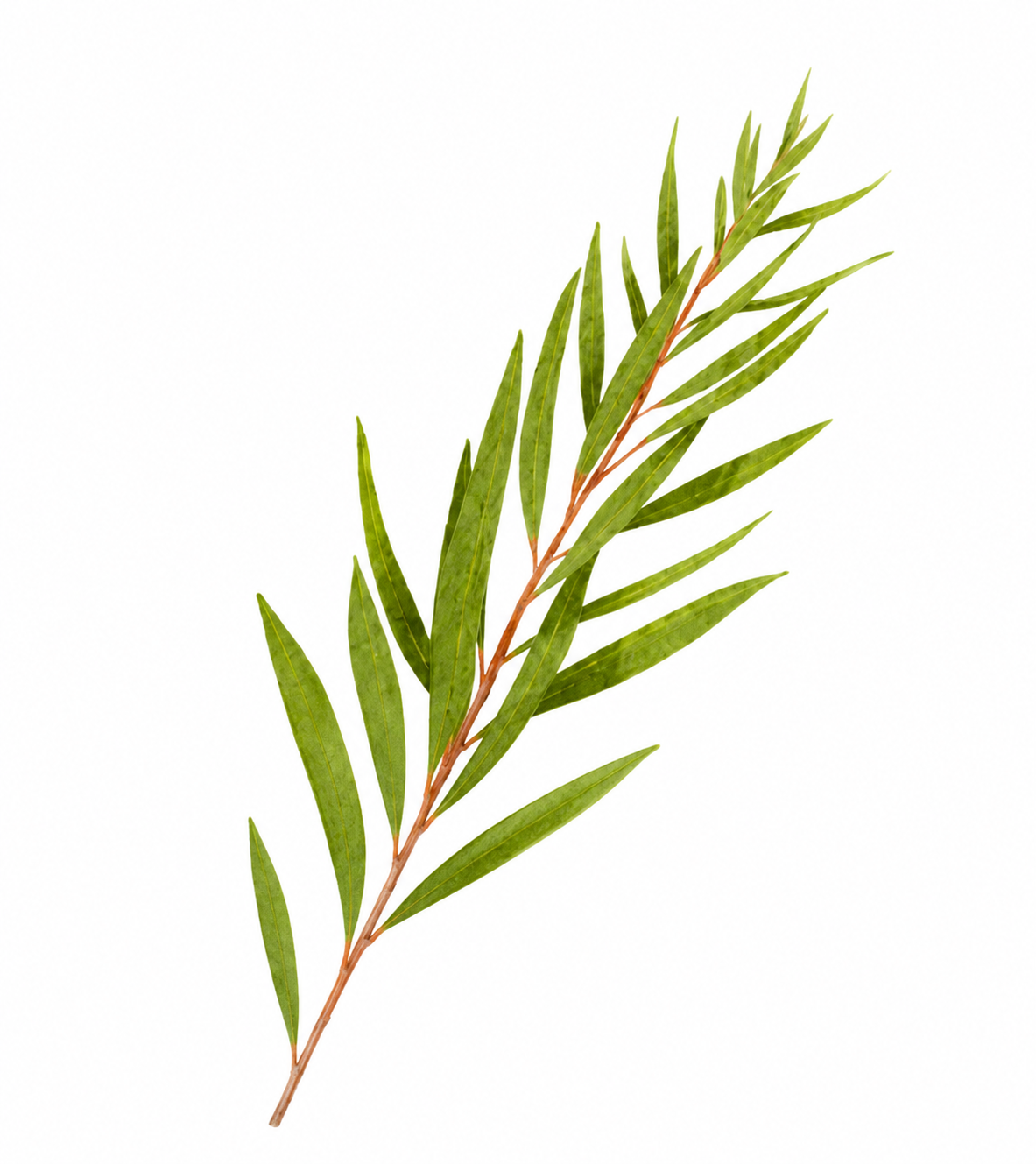 frunza-de-tea-tree