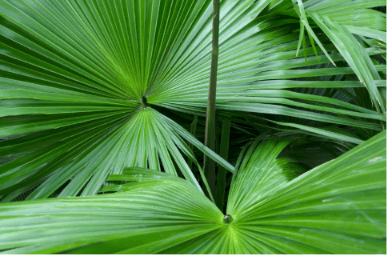 saw-palmetto