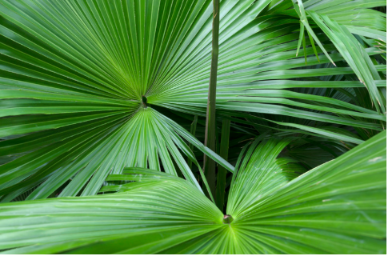 saw-palmetto