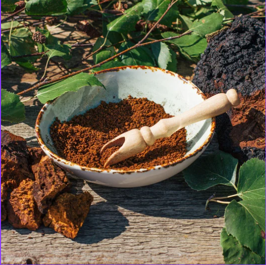 ciuperca-chaga-siberiana