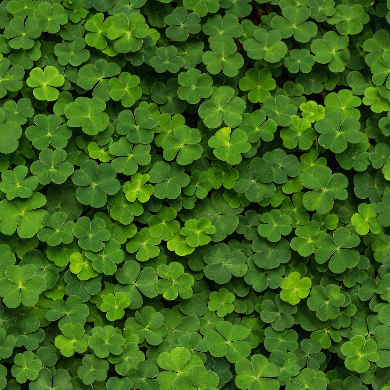 Fototapet, 3D Clover, Rebel Walls - 2