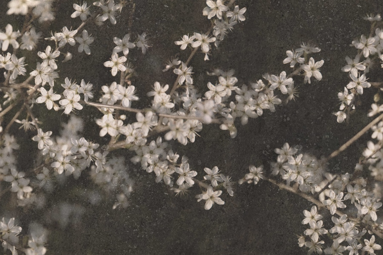 Fototapet, Apple Bloom, Dark, Rebel Walls - 2