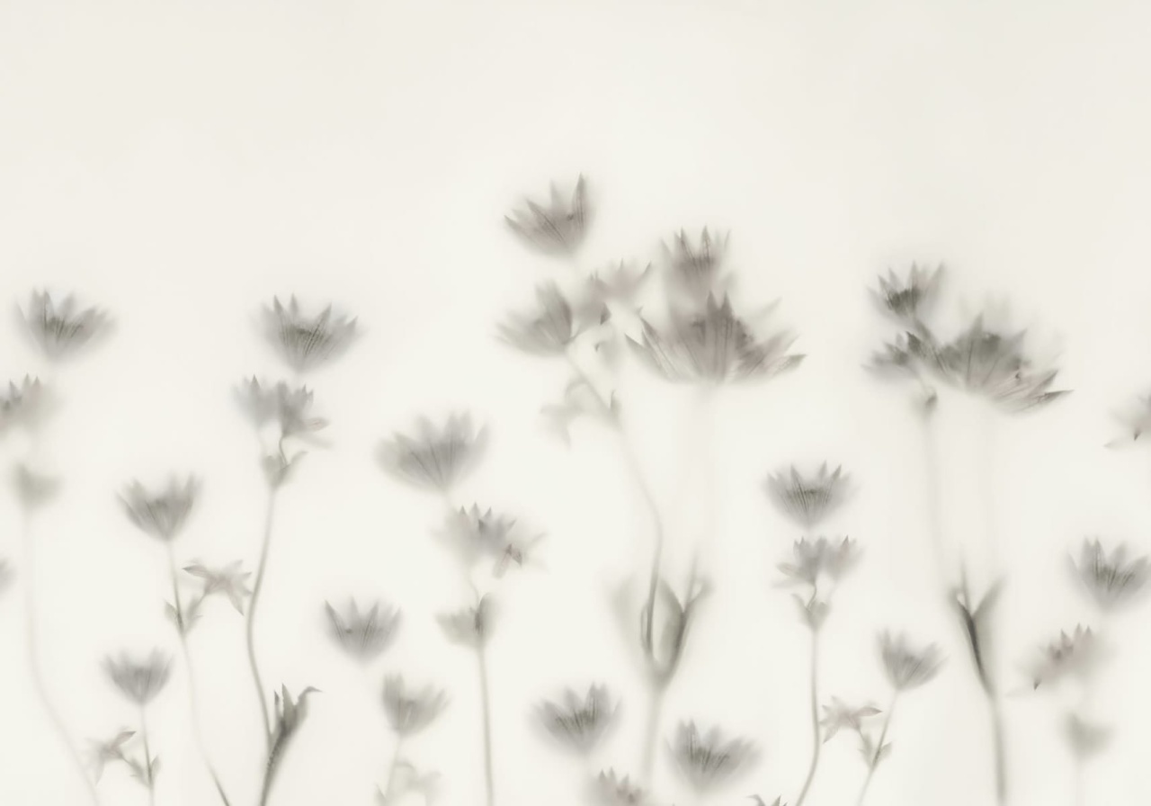 Fototapet, Astrantia, Black & White, Rebel Walls - 2