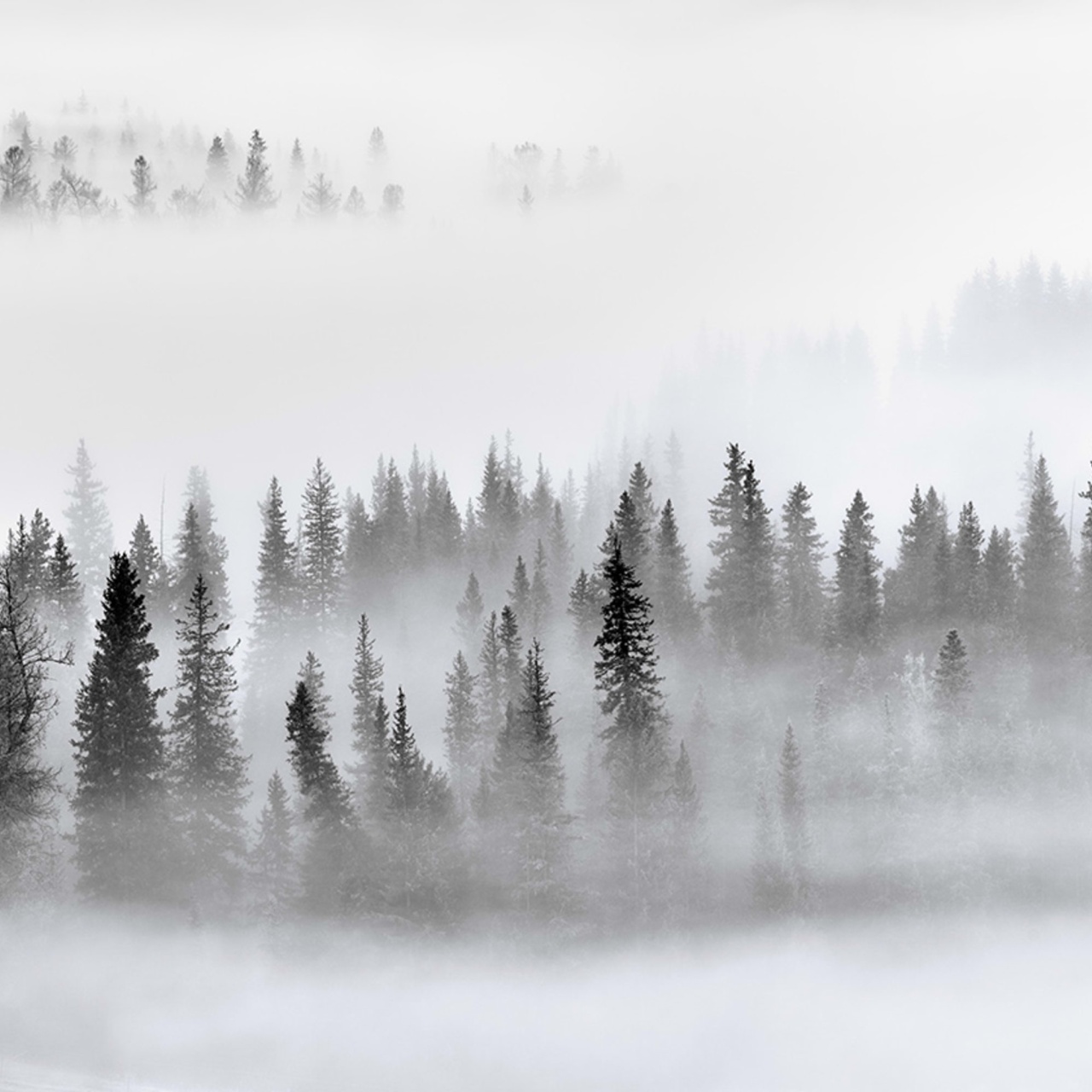 Fototapet, Calm Forest, Rebel Walls - 2