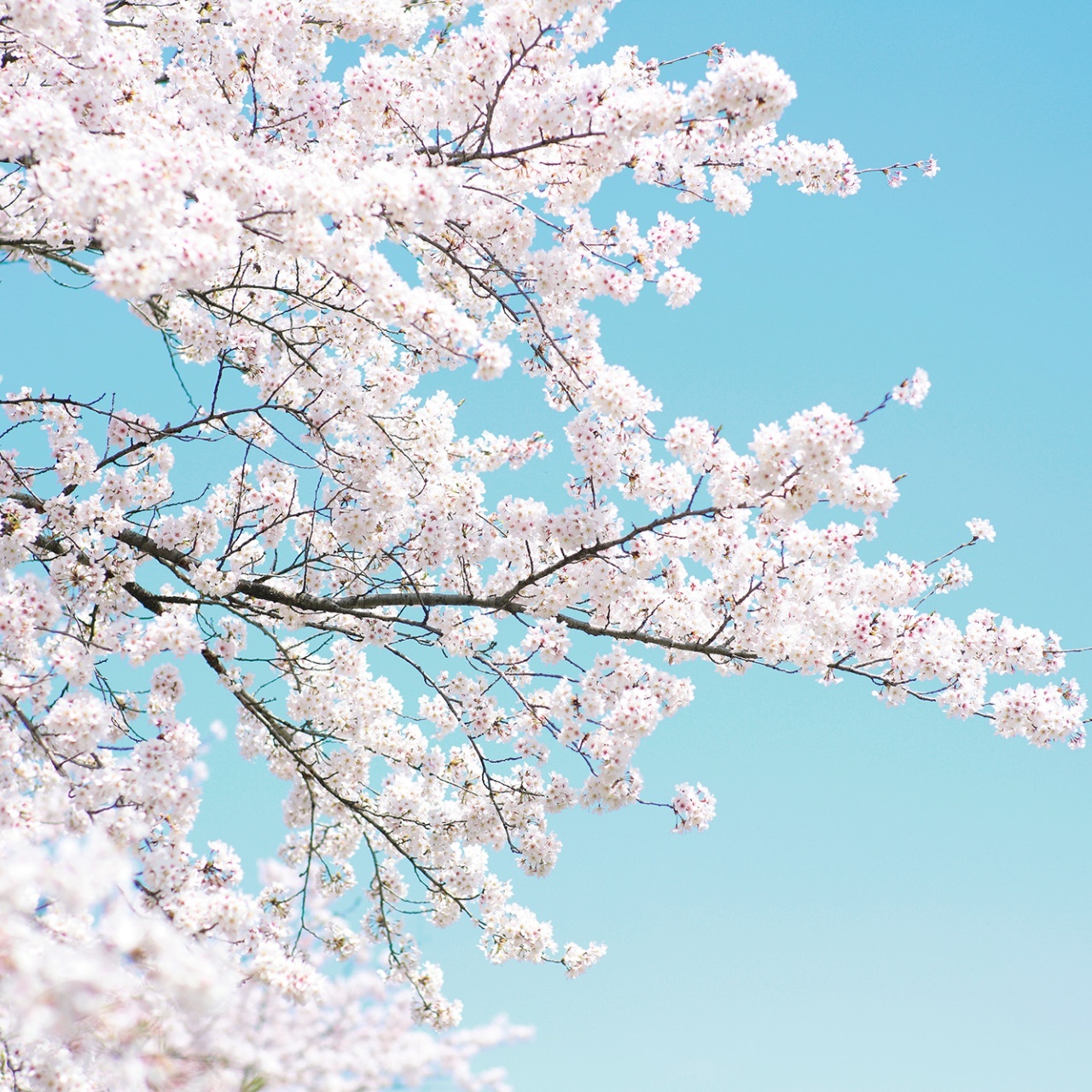 Fototapet, Cherry Tree, Rebel Walls - 2