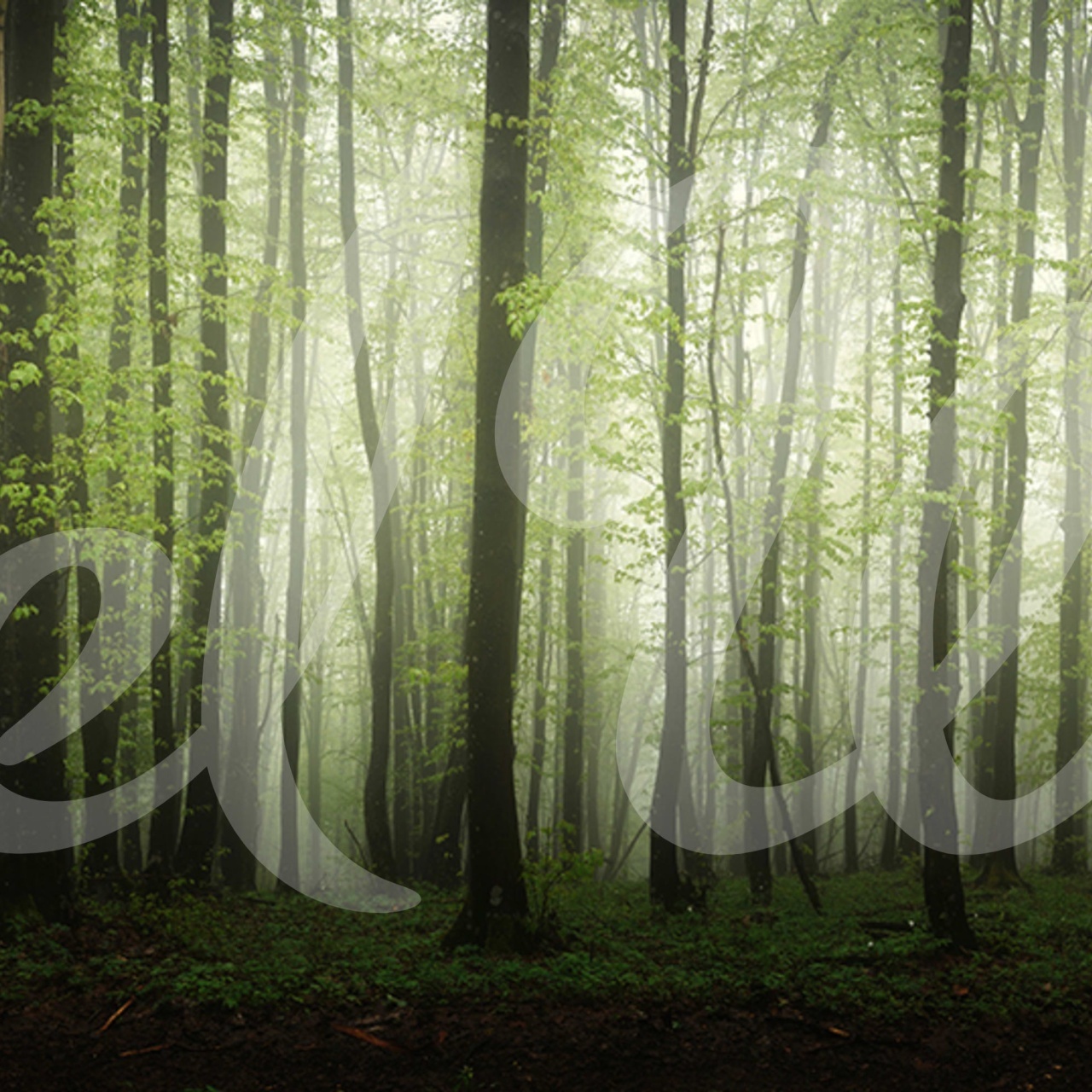 Fototapet, Dawn in the Forest, Rebel Walls - 2