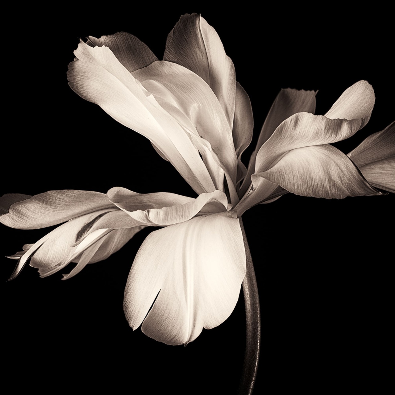 Fototapet, Dramatic Flower, Rebel Walls - 2