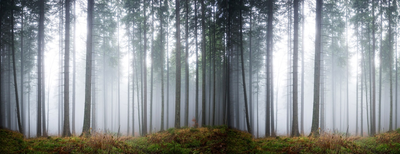 Fototapet, Forest Glade, Rebel Walls - 2