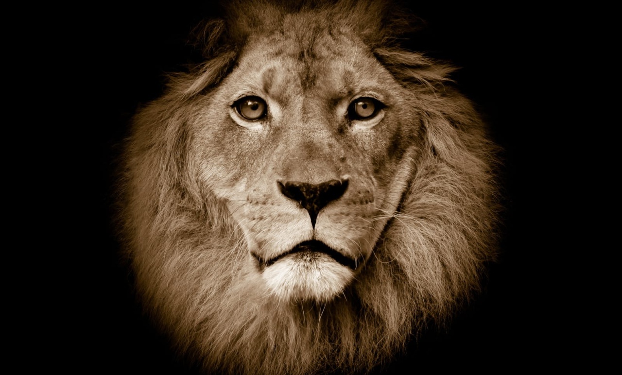 Fototapet, Lion, Rebel Walls - 2